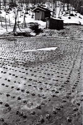 1105hiramoto.jpg