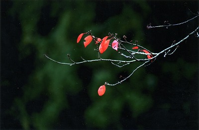 1002umezawa.jpg