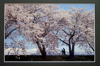 hiramotoIMG_0615p.jpg
