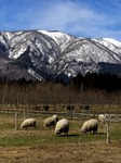 s-IMG_3384p.jpg